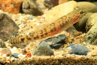 kaya balığı (chaenogobius urotaenia annularis veya gymnogobius) Japonya'da yüzer