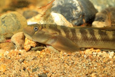 keşiş kayabalığı (sicyopterus japonicus) Japonya