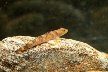 rhinogobius sp. kobalt türü, Japonya