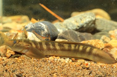 keşiş kayabalığı (sicyopterus japonicus) Japonya