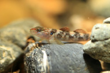 rhinogobius sp. kobalt türü, Japonya