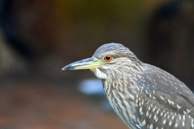 siyah taç gece balıkçılı (nycticorax nycticorax)-Japonya