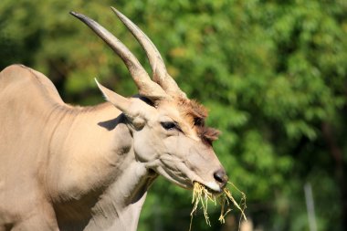 Eland (Taurotragus Afrika antilobu)