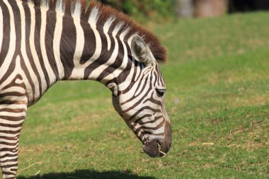 Zebra at (equus grevyi)