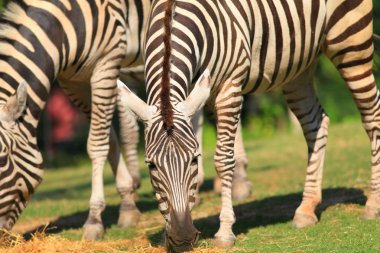 Zebra at (equus grevyi)