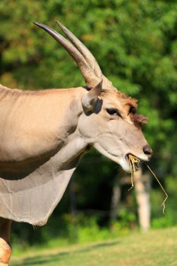 Eland (Taurotragus Afrika antilobu)