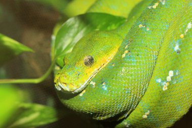 Boa veya yeşil ağaç python morelia viridis Kuzey Avustralya yeşil