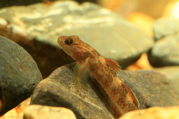 Rhinogobius sp. Tipo de cobalto em Japão — Fotografia de Stock