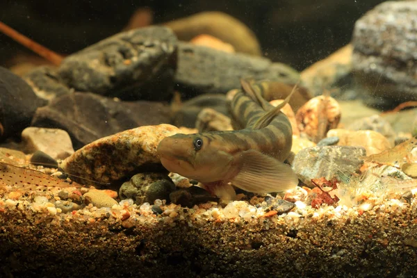 Mnich goby (sicyopterus japonicus) v Japonsku — Stock fotografie