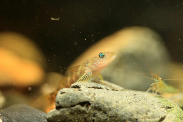 Rhinogobius sp. kobalt türü, Japonya — Stok fotoğraf