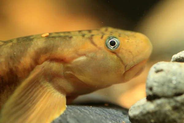 Gobie moine (Sicyopterus japonicus) au Japon — Photo