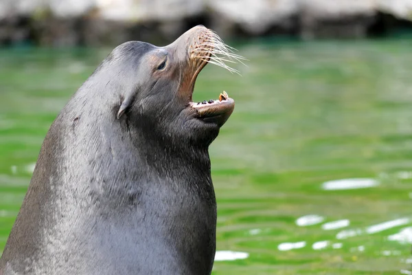 Kalifornia lew morski (Zalophus californianus) — Zdjęcie stockowe