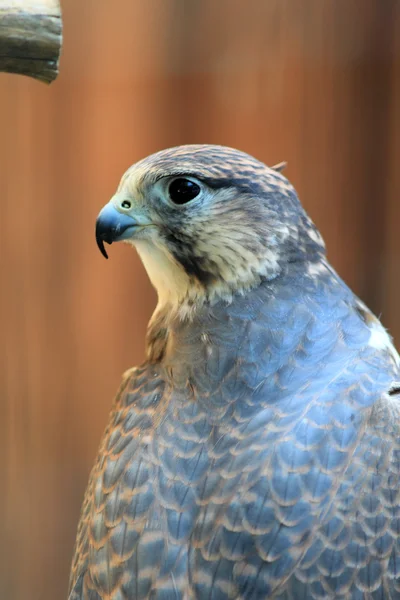 Saker falk (Falco cherrug ) - Stock-foto