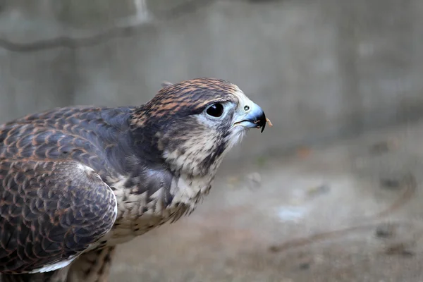 Faucon sacré (Falco cherrug ) — Photo