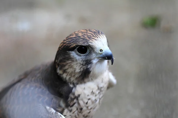Saker falcon (Falco cherrug) — Stock Photo, Image