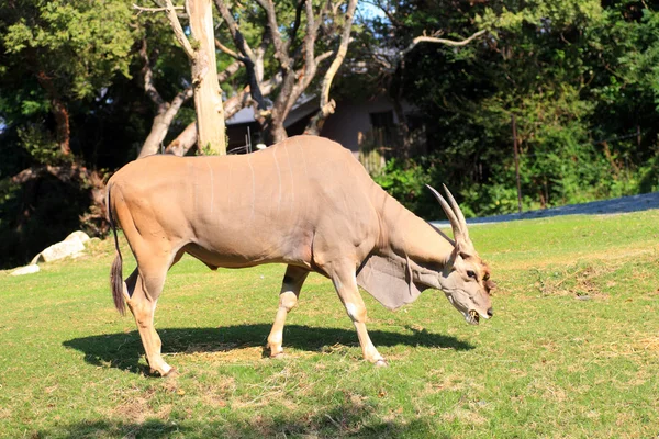 Eland (Taurotragus oryx) ) — Photo