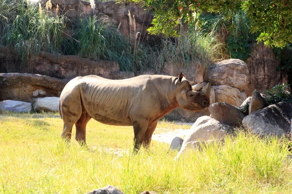 Black rhinoceros (Diceros bicornis) — Stock Photo, Image