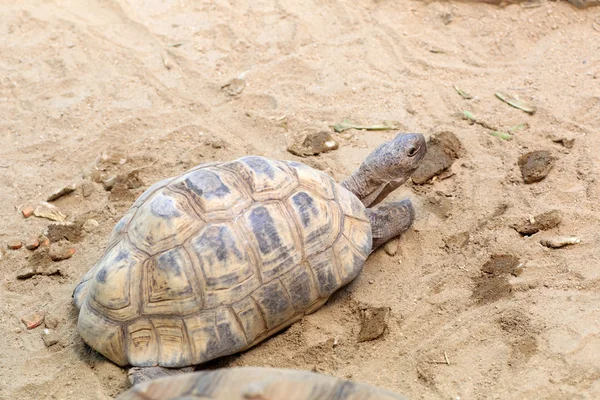 African spurred tortoise (Geochelone sulcata) — Stock Photo, Image
