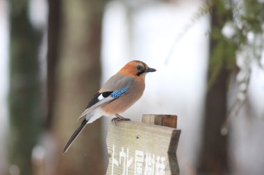 Bayağı alakarga (garrulus glandarius brandtii) hokkaido, Japonya