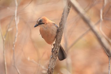 Bayağı alakarga (garrulus glandarius brandtii) hokkaido, Japonya