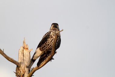 Benekli Fındıkkıran (nucifraga caryocatactes), Japonya
