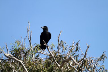 torresian karga (corvus orru) içinde göl alanı milli park, Avustralya