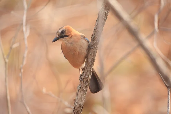 Gaai (garrulus glandarius brandtii) in hokkaido, japan — Stockfoto