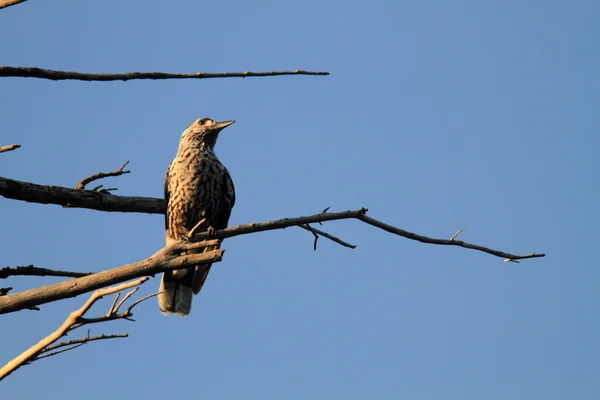 Quebra-Nozes Manchado (Nucifraga caryocatactes) no Japão — Fotografia de Stock