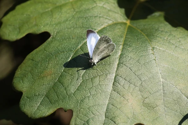 Der albocaerulea-schmetterling (celastrina albocaerulea) in japan — Stockfoto