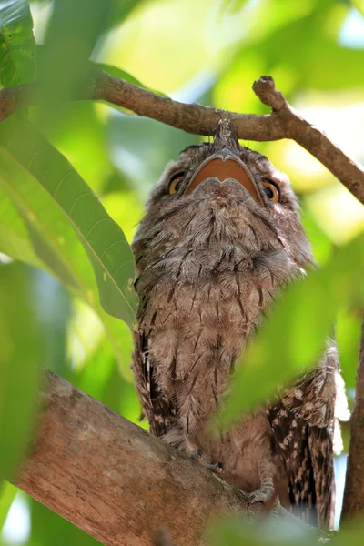 Tawny kikkerbek (podargus strigoides) in Australië — Stockfoto