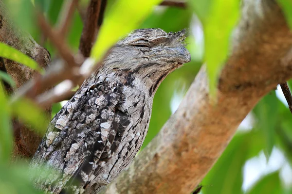 Paszczaki Tawny (podargus strigoides) in australia — Foto Stock