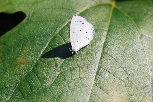 Η πεταλούδα albocaerulean (celastrina albocaerulea) στην Ιαπωνία — Φωτογραφία Αρχείου