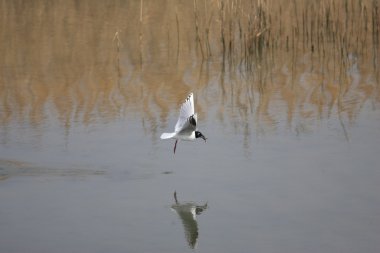 Karabaş martı Çin ya da Japonya'da saunders'ın martısı (larus saundersi)