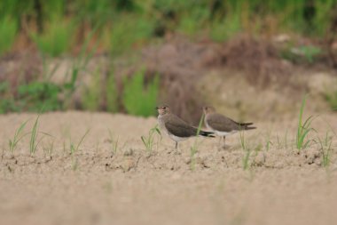 oryantal pratincole (glareola maldivarum)