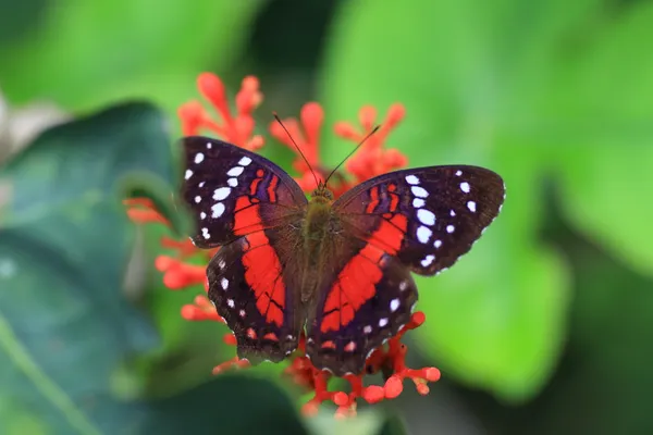 De bruine peacock of dieprode peacock (anartia amathea) in ecuador — Stockfoto