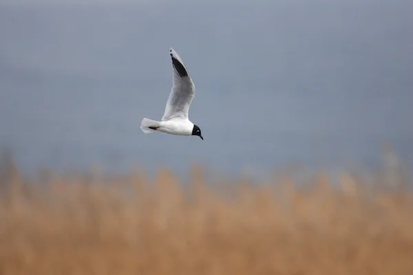 Gaviota de cabeza negra china o gaviota de Saunders (Larus saundersi) en Japón — Foto de Stock