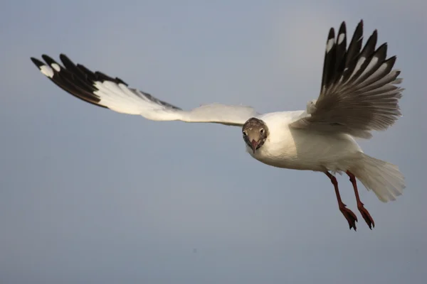 Brown-headed Gull.(Larus brunnicecephalus) — Stock Photo, Image