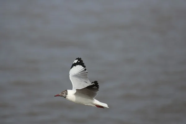 Brown-headed Gull.(Larus brunnicecephalus) — Stock Photo, Image