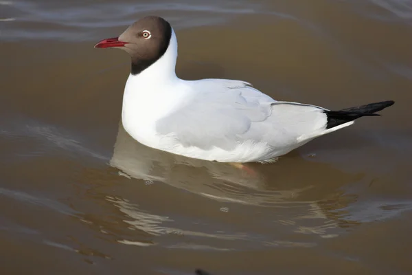 Καφέ-με επικεφαλής γλάρος.(larus brunnicecephalus) — Φωτογραφία Αρχείου