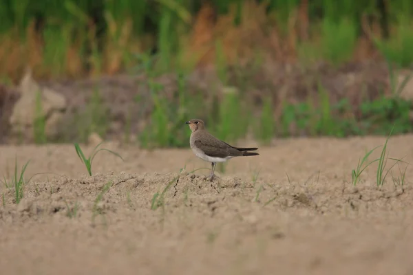 Oriental Pratincole (Glareola maldivarum) — Stock Photo, Image