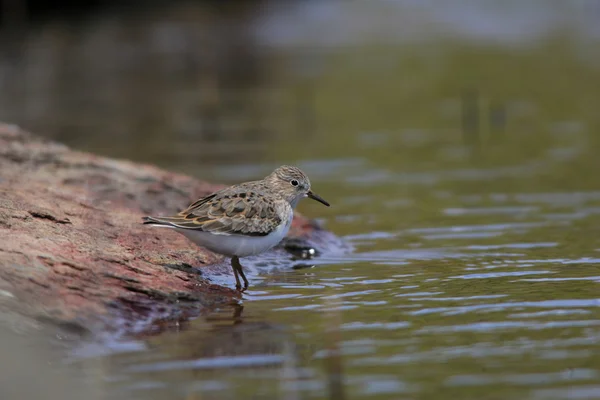 Temminick 's Stint (Calidris temminckii) no Japão — Fotografia de Stock