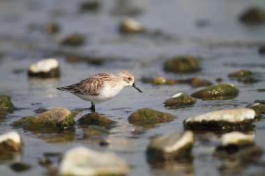 kaşık gagalı düdükçünü (eurynorhynchus pygmeus) Japonya