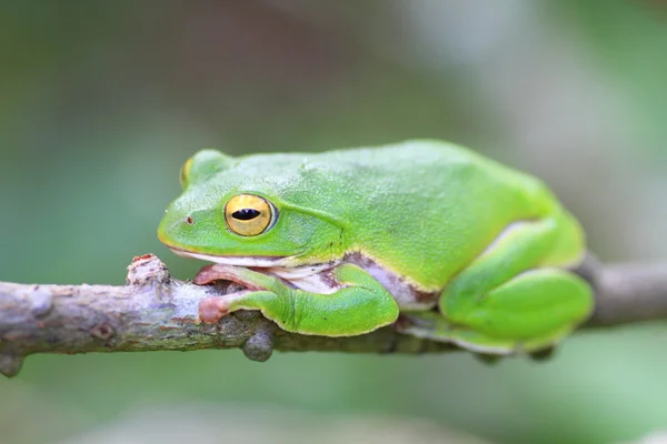 일본에서 schlegel의 녹색 나무 개구리 (월리스 schlegelii) — 스톡 사진