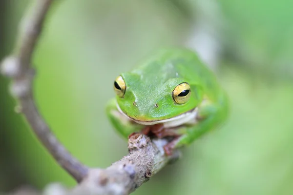 Schlegel zielona rzekotka drzewna (rogata rhacophorus) w Japonii — Zdjęcie stockowe