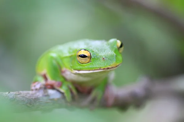 Sapo-de-árvore-verde-de-schlegel (Rhacophorus schlegelii) no Japão — Fotografia de Stock