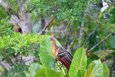 Tepeli (Opisthocomus hoazin) Ekvator