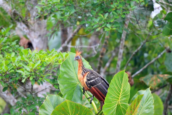 Hoatzin (Opisthocomus hoazin) in Ecuador — Stockfoto