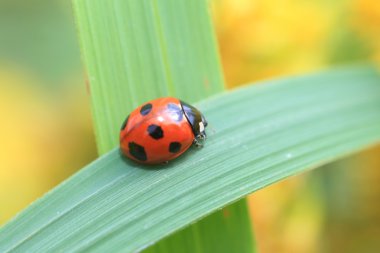 yedi-spot ladybird veya sevenspotted Japonya'da lady böceği (coccinella septempunctata)