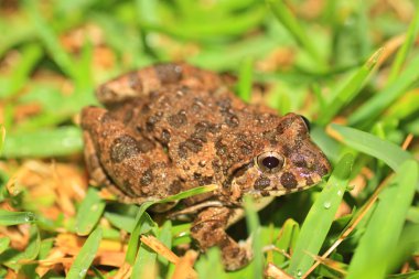 sakishima pirinç Kurbağa (fejervarya sakishimensis) Iriomote Island, Japonya