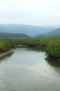 Shiira Nehri ve mangrov Iriomote Island, Japonya